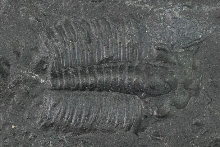 Elrathia Trilobite Molt Fossil - House Range - Utah #138792